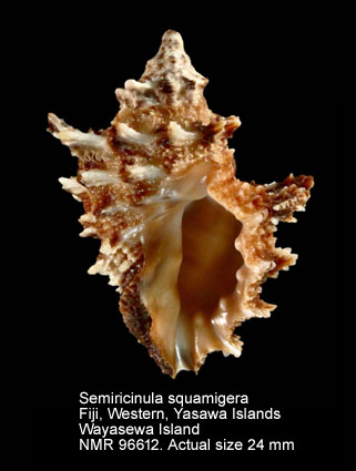 Semiricinula squamigera.jpg - Semiricinula squamigera (Deshayes,1832)